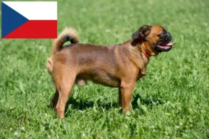 Read more about the article Criadores de Petit Brabançon e cachorros na República Checa