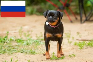 Read more about the article Criadores de Petit Brabançon e cachorros na Rússia