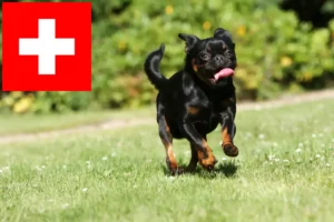 Read more about the article Criadores de Petit Brabançon e cachorros na Suíça