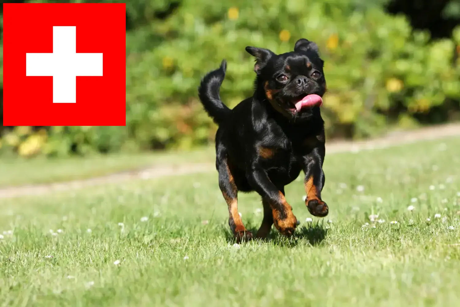 Read more about the article Criadores de Petit Brabançon e cachorros na Suíça