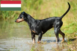Read more about the article Criador de Pinscher alemão e cachorros na Hungria