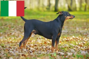 Read more about the article Criador de Pinscher alemão e cachorros em Itália