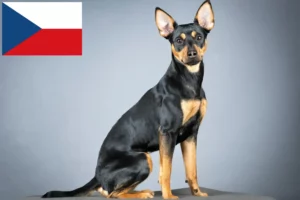 Read more about the article Criadores de Pinscher alemão e cachorros na República Checa