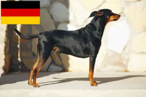 Read more about the article Criadores de Pinscher alemão e cachorros na Alemanha