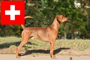 Read more about the article Criadores de Pinscher alemão e cachorros na Suíça