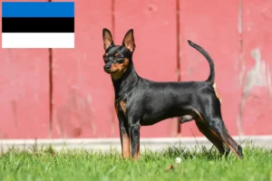 Read more about the article Criadores de Pinscher miniatura e cachorros na Estónia