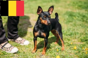 Read more about the article Criadores de Pinscher miniatura e cachorros na Bélgica