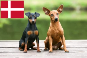 Read more about the article Criadores de Pinscher miniatura e cachorros na Dinamarca