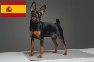 Read more about the article Criadores de Pinscher miniatura e cachorros em Espanha