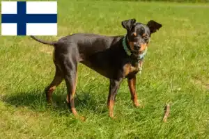 Read more about the article Criadores de Pinscher miniatura e cachorros na Finlândia