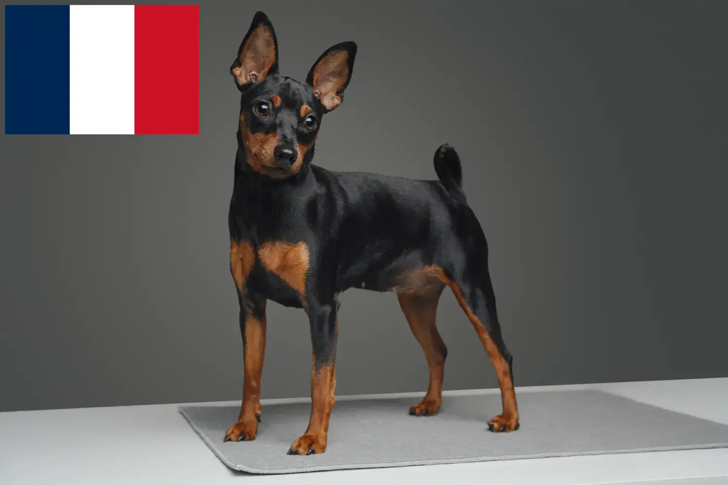 Pinscher miniatura cachorros e criadores França Aqui pode encontrar criadores de Pinscher Miniatura em França.