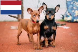 Read more about the article Criadores de Pinscher miniatura e cachorros nos Países Baixos