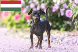 Read more about the article Criadores de Pinscher miniatura e cachorros na Hungria
