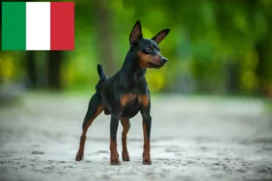 Read more about the article Criadores de Pinscher miniatura e cachorros em Itália