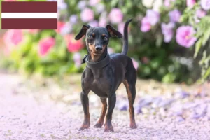 Read more about the article Criadores de Pinscher miniatura e cachorros na Letónia