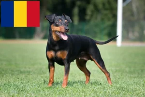 Read more about the article Criadores de Pinscher miniatura e cachorros em Roménia