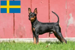 Read more about the article Criadores de Pinscher miniatura e cachorros na Suécia