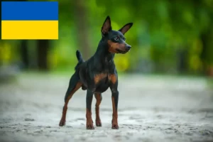 Read more about the article Criadores de Pinscher miniatura e cachorros na Ucrânia