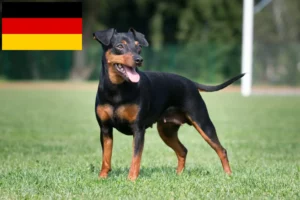 Read more about the article Criadores de Pinscher miniatura e cachorros na Alemanha