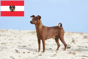 Read more about the article Criadores de Pinscher miniatura e cachorros na Áustria