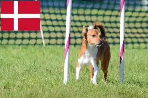 Read more about the article Podenco criadores e cachorros na Dinamarca