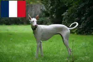 Read more about the article Podenco criadores e cachorros em França