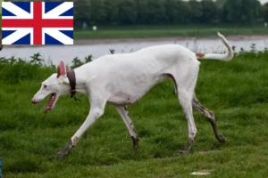 Read more about the article Criadores de Podenco e cachorros na Grã-Bretanha