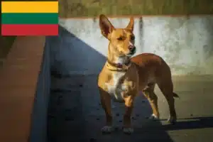 Read more about the article Criadores de Podenco e cachorros na Lituânia