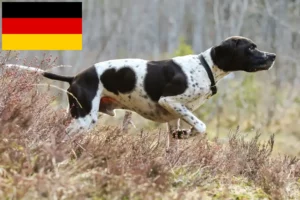 Read more about the article Criadores e cachorros de Pointer inglês na Alemanha