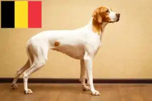 Read more about the article Criadores de Pointer inglês e cachorros na Bélgica