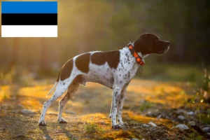 Read more about the article Criadores de Pointer inglês e cachorros na Estónia