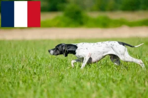 Read more about the article Criadores e cachorros de Pointer Inglês em França