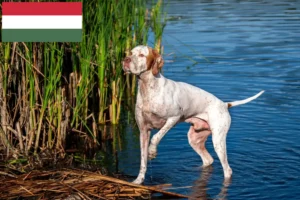 Read more about the article Criadores de Pointer inglês e cachorros na Hungria