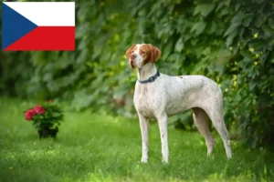 Read more about the article Criadores e cachorros de Pointer Inglês na República Checa