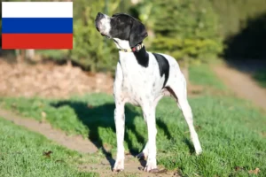 Read more about the article Criadores e cachorros de Pointer Inglês na Rússia