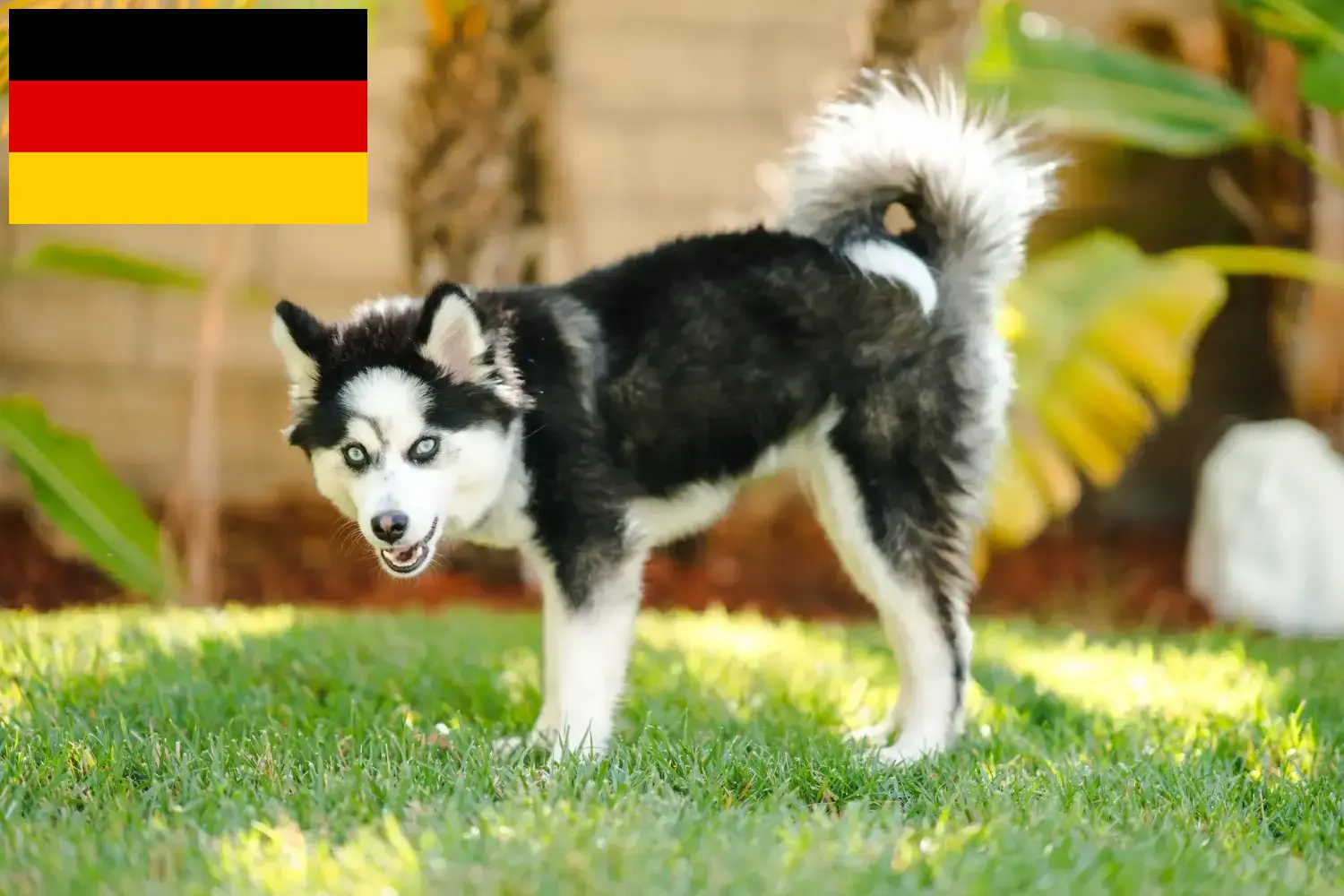 Read more about the article Criadores de pomsky e cachorros na Alemanha