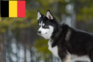 Read more about the article Criadores de pomsky e cachorros na Bélgica