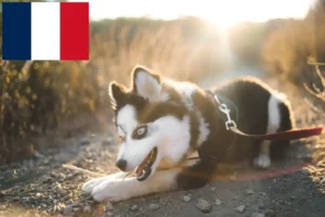 Read more about the article Criadores de Pomsky e cachorros em França