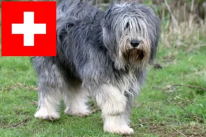 Read more about the article Criadores de PON e cachorros na Suíça