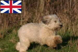 Read more about the article Criadores de PON e cachorros na Grã-Bretanha