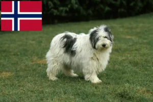 Read more about the article Criadores de PON e cachorros na Noruega