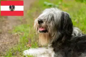 Read more about the article Criadores de PON e cachorros na Áustria