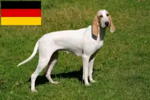 Read more about the article Criadores de Porcelaine e cachorros na Alemanha