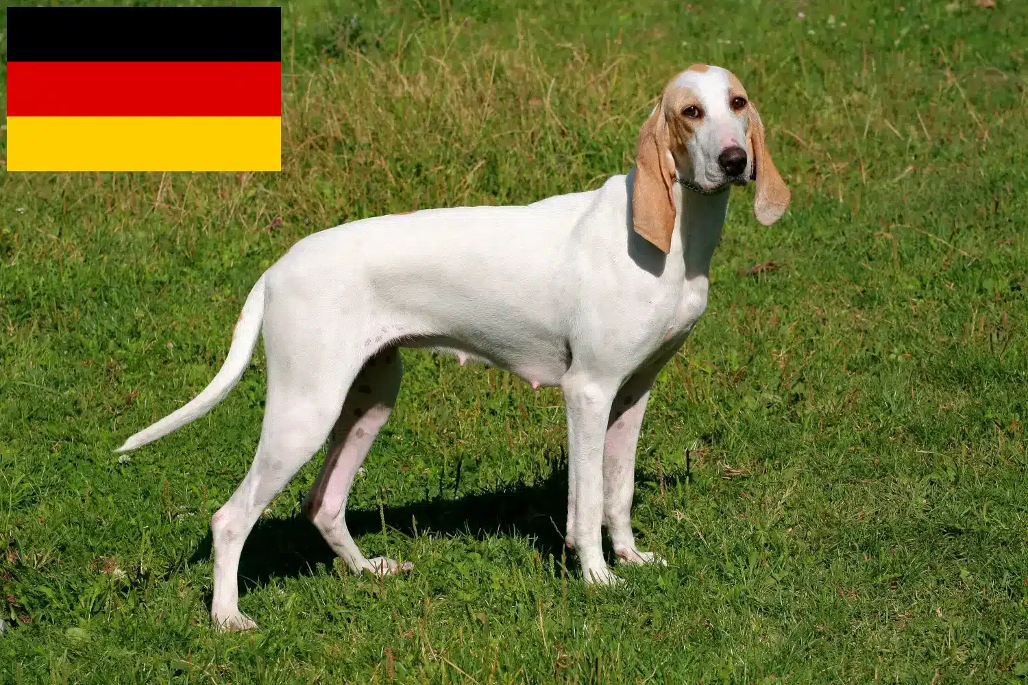 Read more about the article Criadores de Porcelaine e cachorros na Alemanha