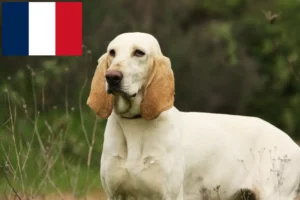 Read more about the article Criadores de Porcelaine e cachorros em França