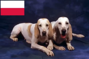 Read more about the article Criadores de Porcelaine e cachorros na Polónia