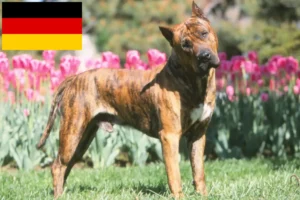 Read more about the article Presa Canario criadores e cachorros na Alemanha