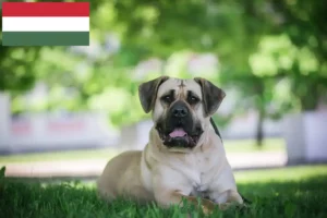 Read more about the article Presa Canario criadores e cachorros na Hungria