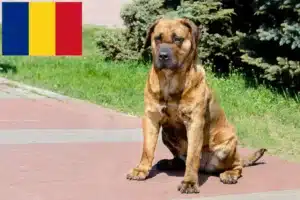 Read more about the article Presa Canario criadores e cachorros em Roménia