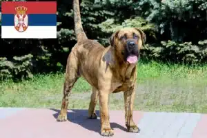Read more about the article Presa Canario criadores e cachorros na Sérvia